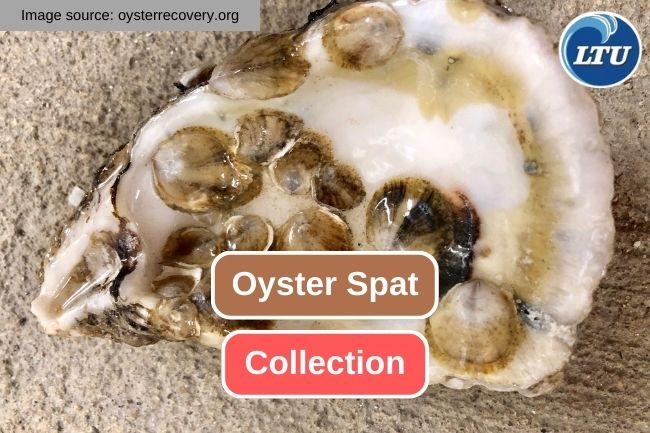 Oyster Spat Collection: Best Practices and Environmental Implications